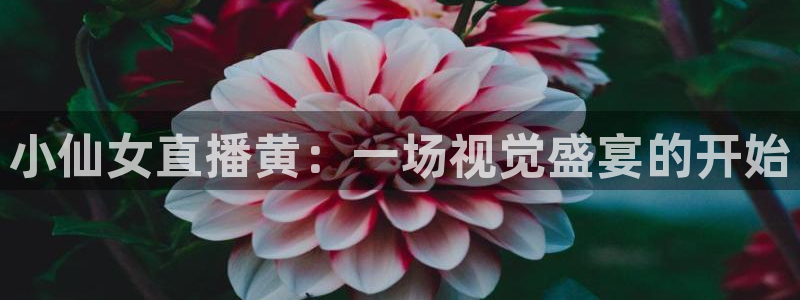 蜘蛛足球：小仙女直播黄：一场视觉盛宴的开始